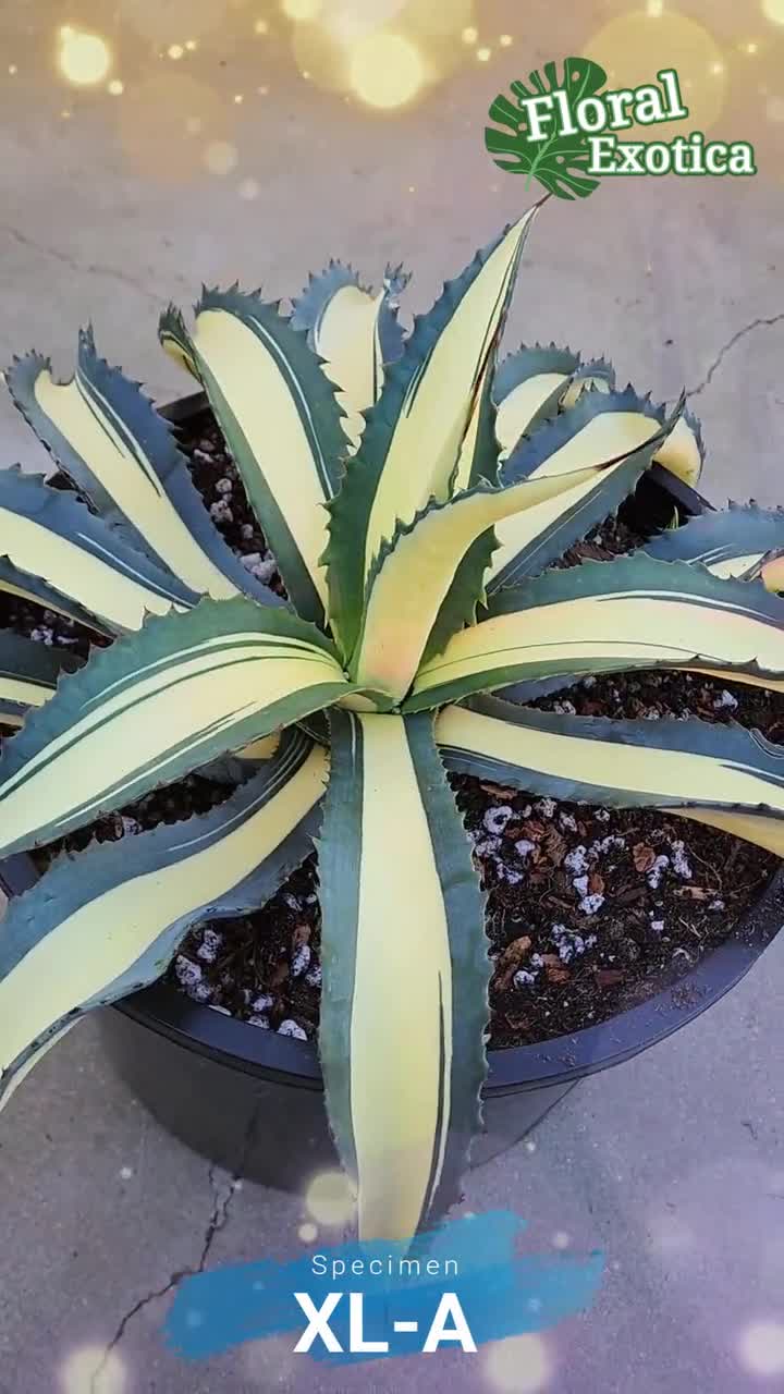 Agave Salmiana var. Ferox Mediopicata 'Alex' - アアガベ サルミアナ