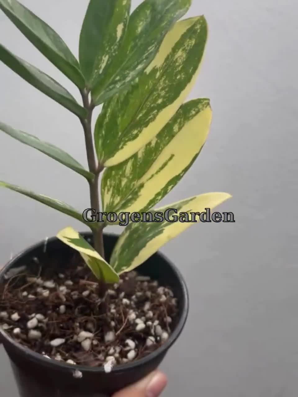 多彩な ZZ プラント、ザミオクルカス ザミイフォリア、珍しい屋内植物