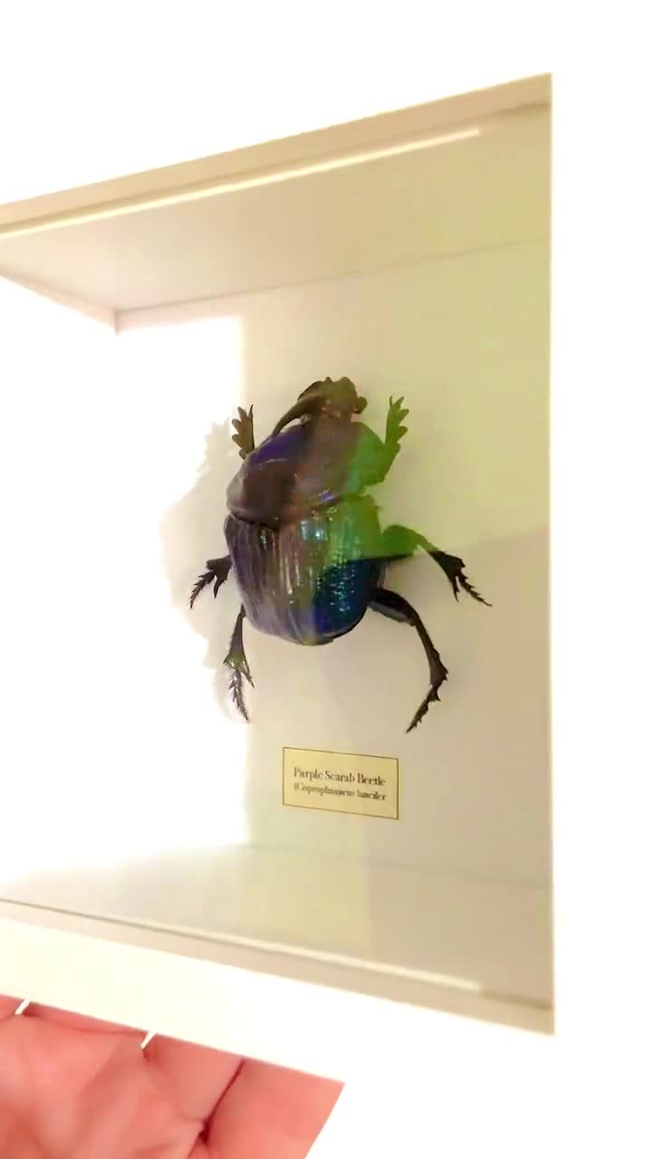 ムラサキフンコロガシ.frame.coprophanaeus lancifer