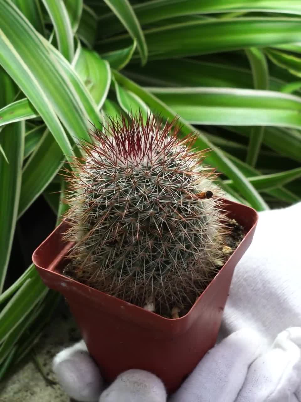 マミラリア・スピノシシマ - 希少サボテン、サボテンの生きた植物