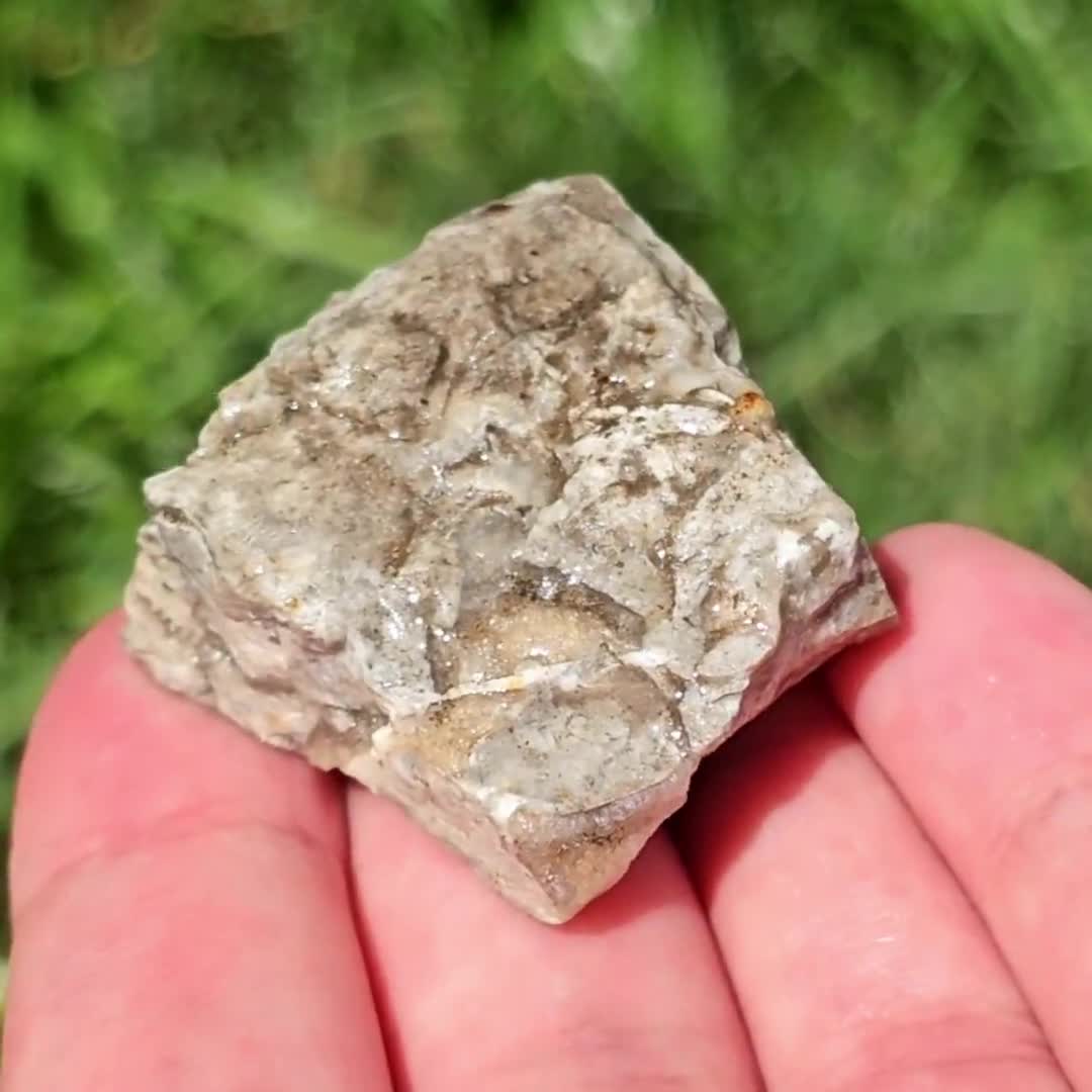 brachiopod_3_-