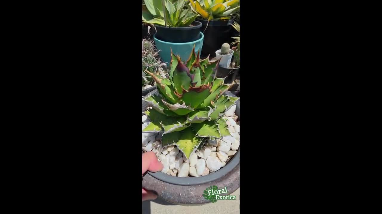Agave Titanota 'red Catweazle' - Exact Specimen - US Shipping - Etsy