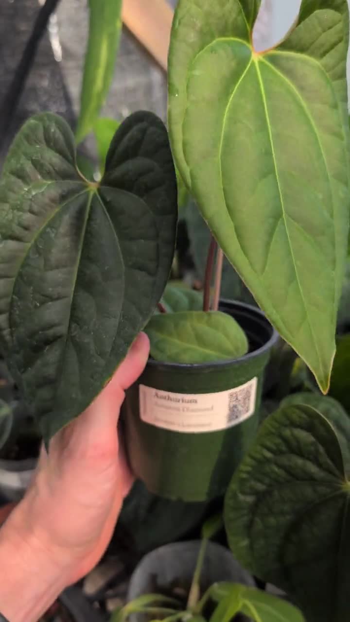 Anthurium Amazon Diamond -(besseae Aff X Luxurians) - 4 Inch Pots