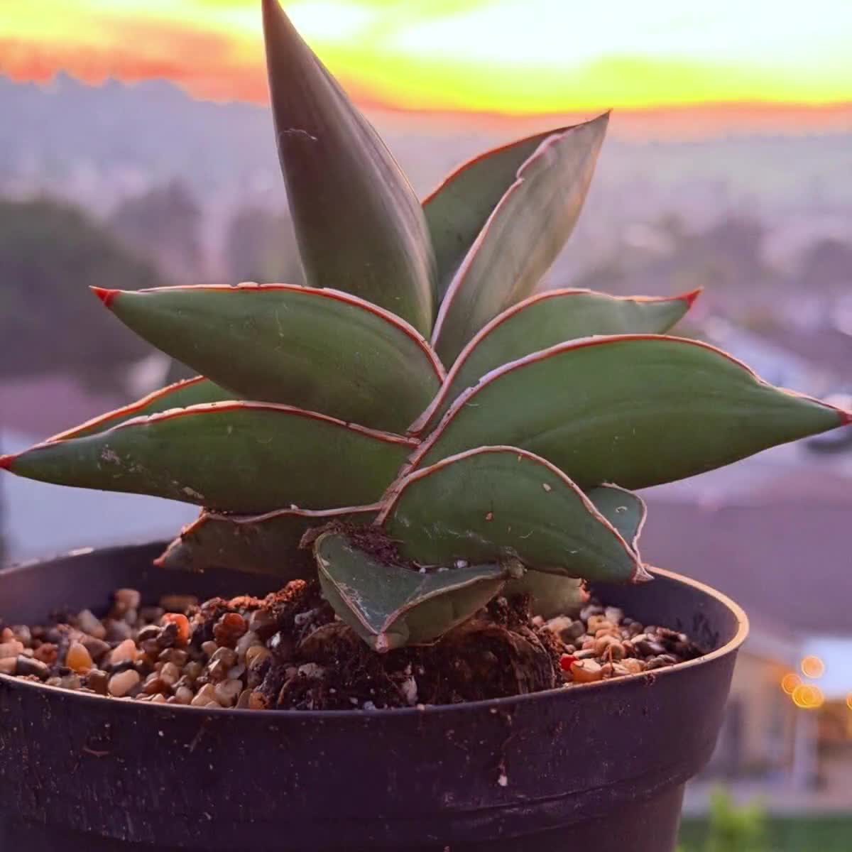 Samurai Snake Plant, Dracaena Hanningtonii, Dwarf Sansevieria