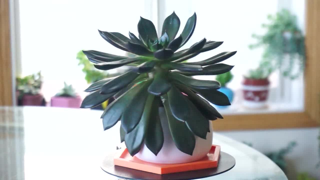 3Dプリントの多肉植物鉢：かわいいアニメギフト - Etsy 日本