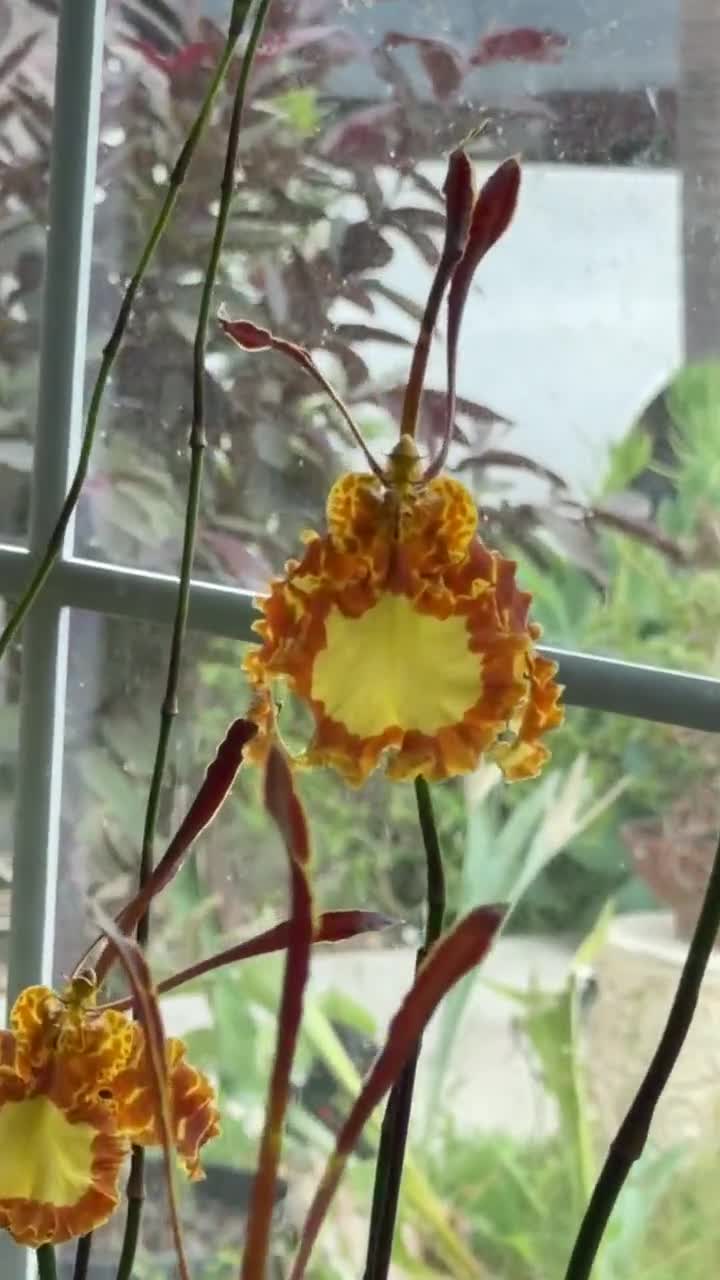 Psychopsis Mariposa 'green Valley' - Orchid Live Plant- 4 Inches