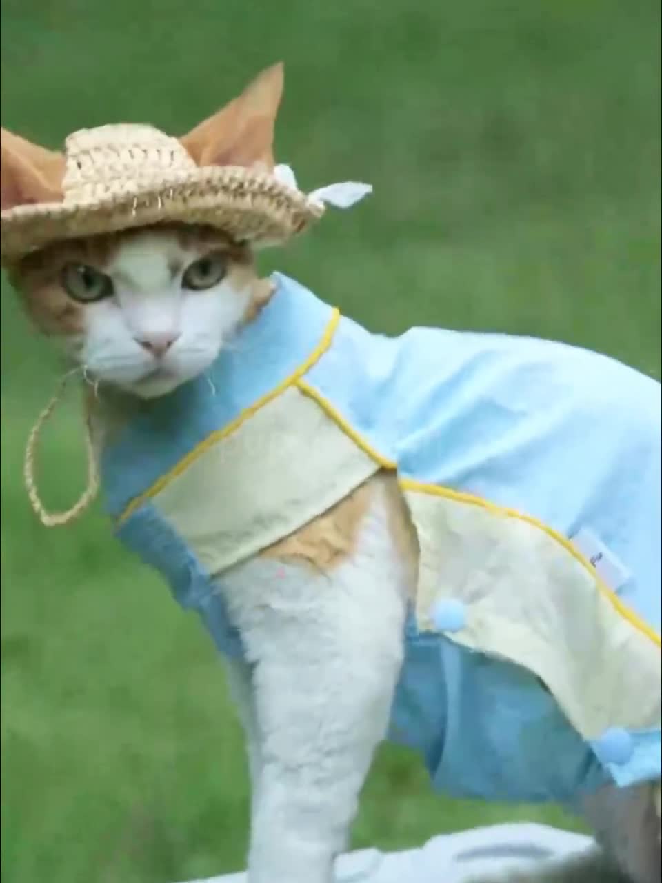 デボンレックス・スフィンクス猫用夏用麦わら帽子、耳穴付きペット用