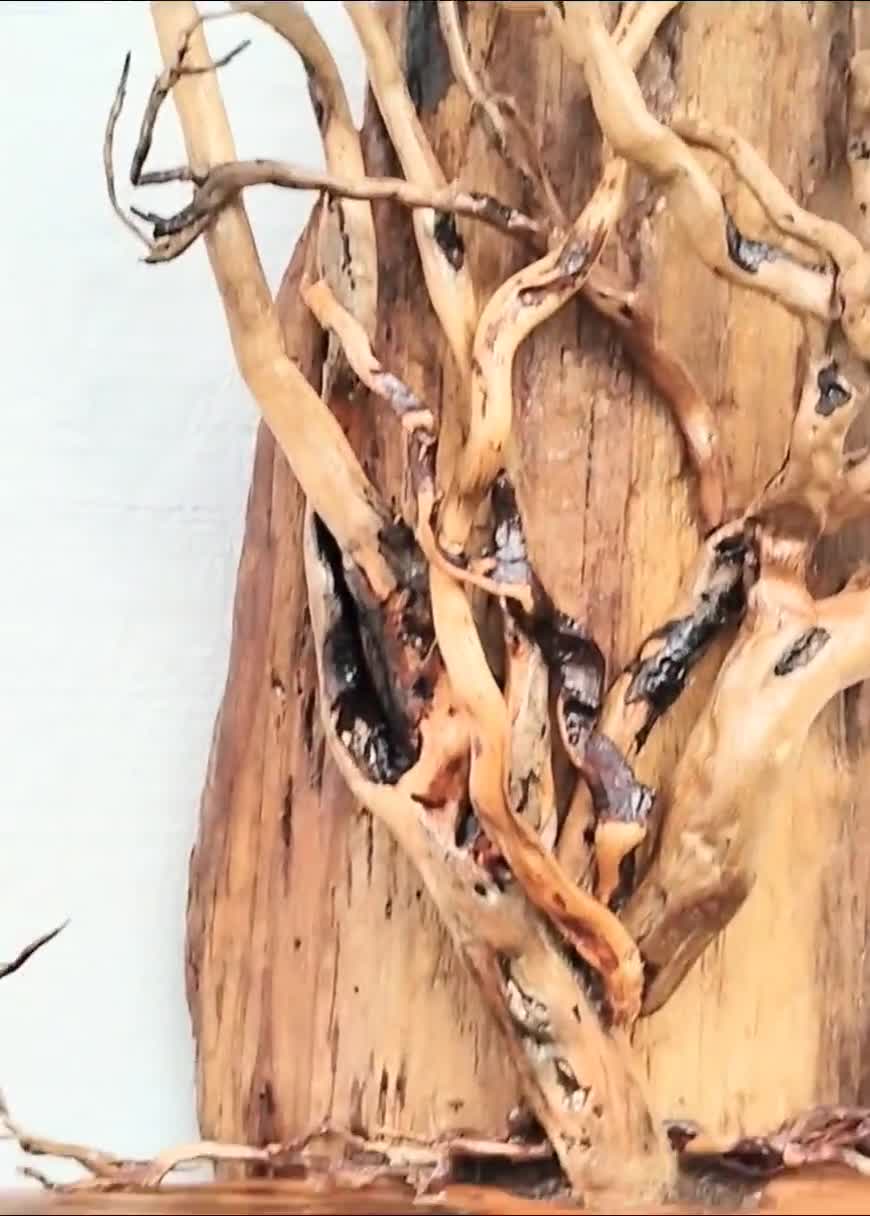 Driftwood Tree Trinket Shelf Display Wall Hanging Oregon Driftwood