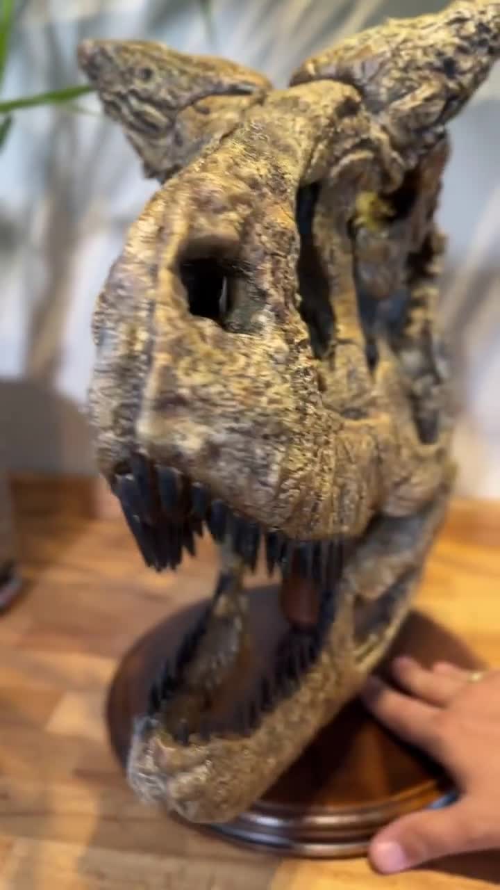 カルノタウルス恐竜の頭蓋骨レプリカ：硬材の台座に手作りされた博物館