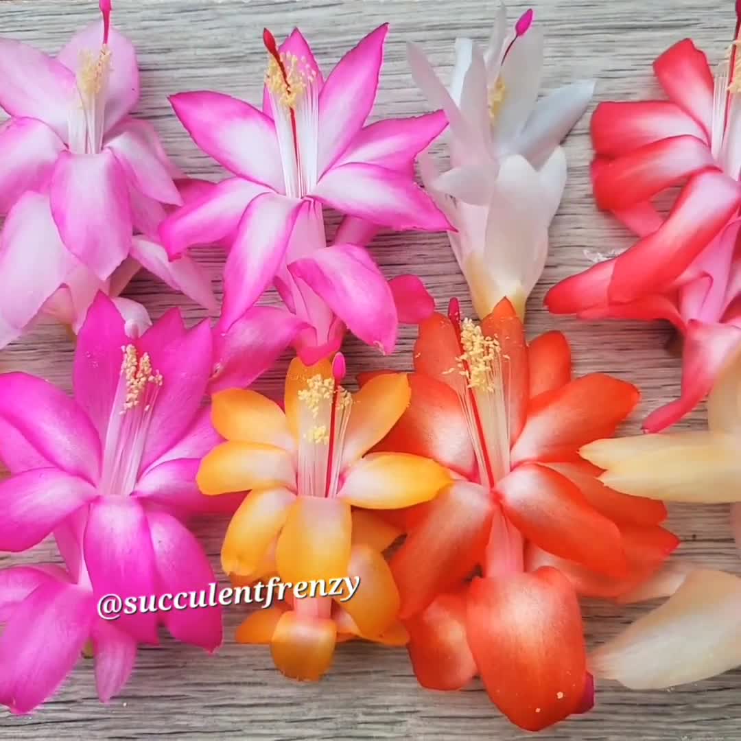 Thanksgiving Cactus Holiday MIXED COLORS Schlumbergera Truncata - Etsy