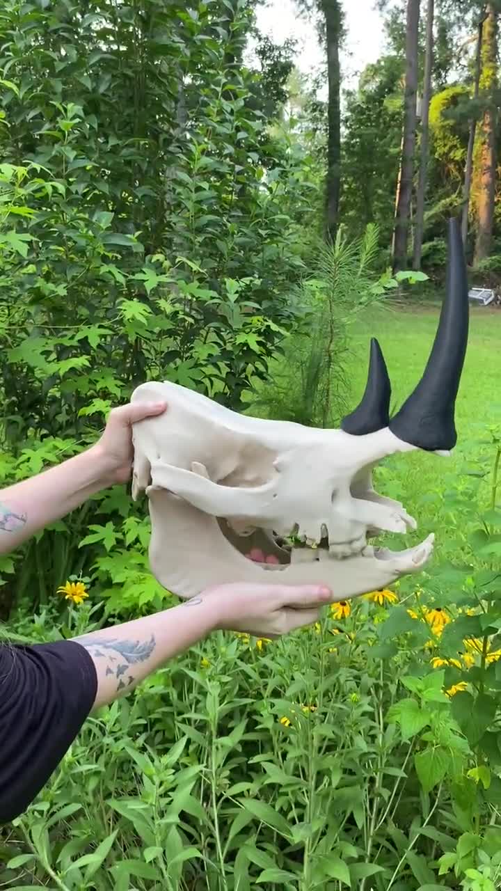 White Rhinoceros Skull Replica: 16