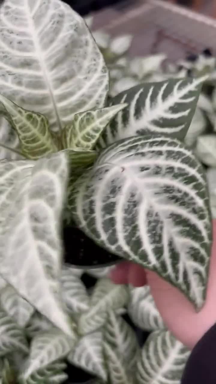 4” Aphelandra Snow White Zebra Pot - Show Stopper Plant - Uncommon