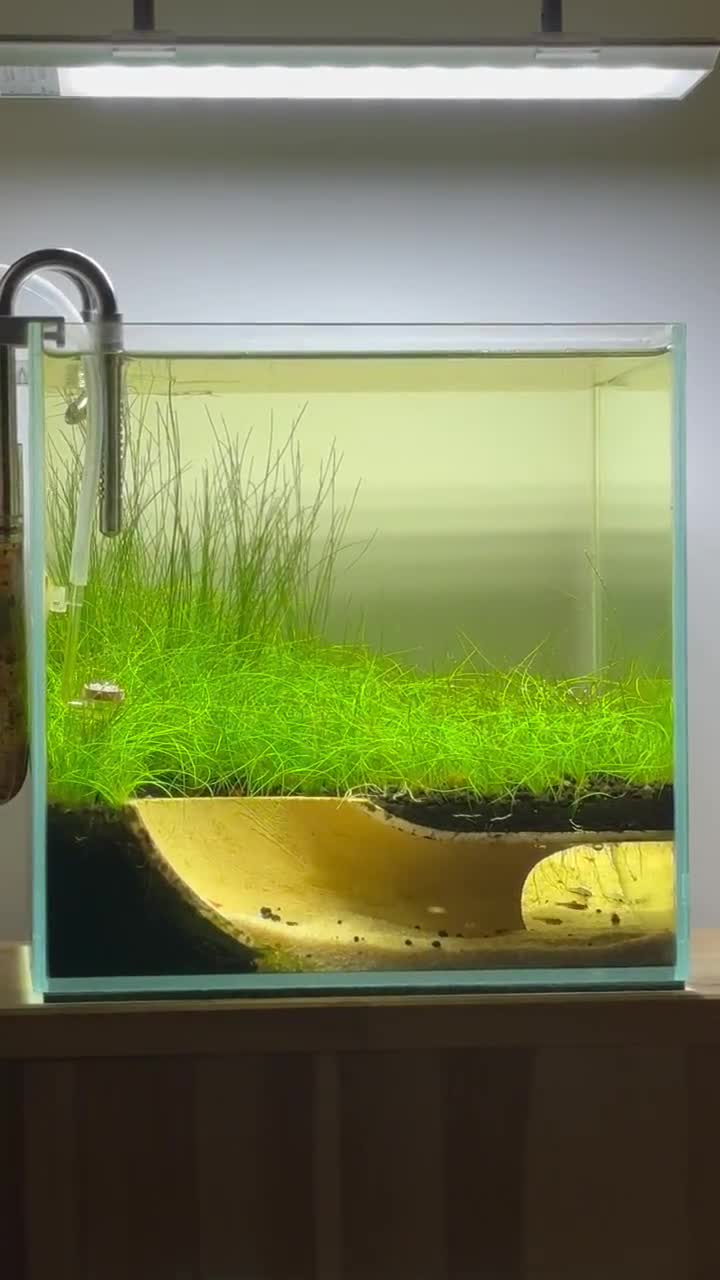 爬虫類と魚のための地下コーナートンネル - Etsy 日本