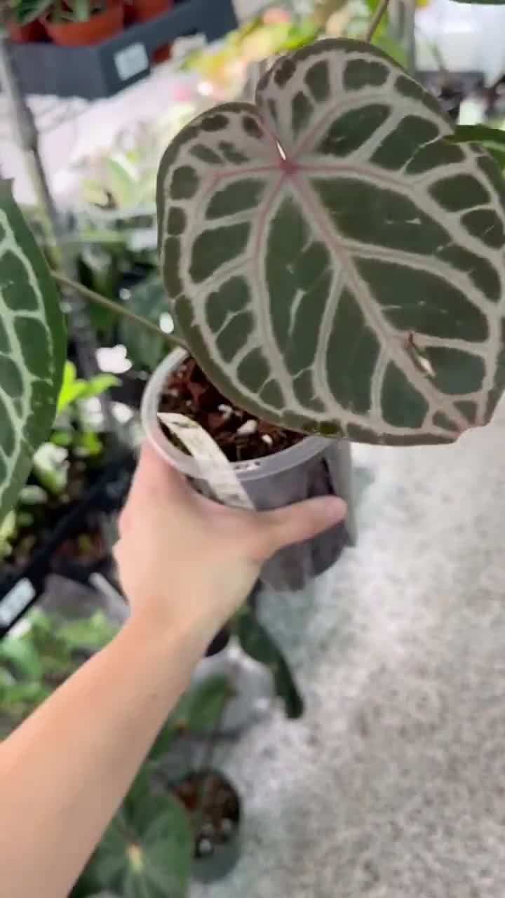 Anthurium Michelle X Zara X RC X King of Spades 4” - US SELLER - Etsy