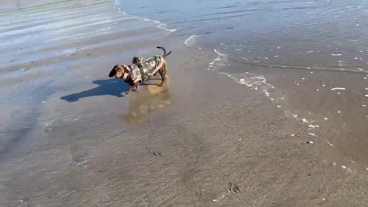 ミニチュア・ダックスフンド用ネオプレン製ロンパース：伸縮性のある犬