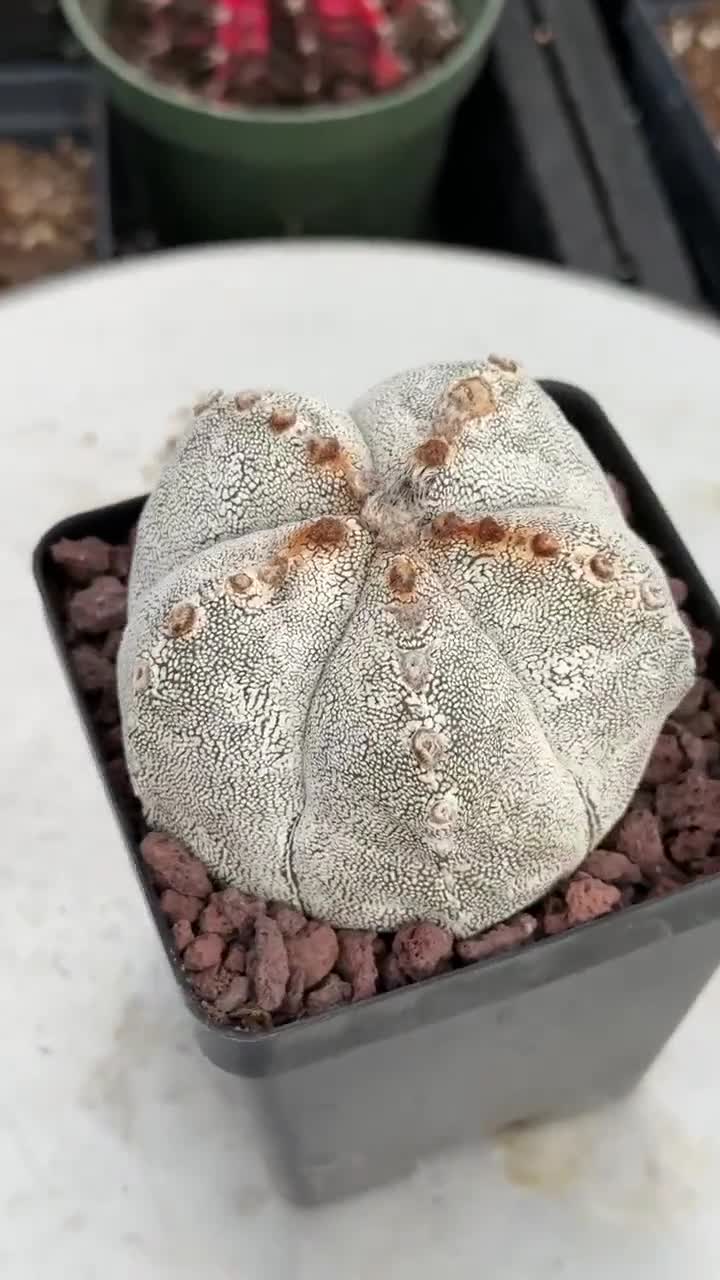 Live Plant - Rare Cactus, Astrophytum Onzuka (4” Pot), Exotic