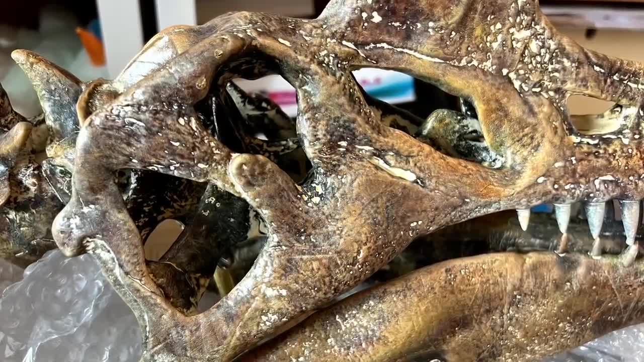 大型スピノサウルス頭蓋骨レプリカ：博物館級の化石、硬材製台座付き