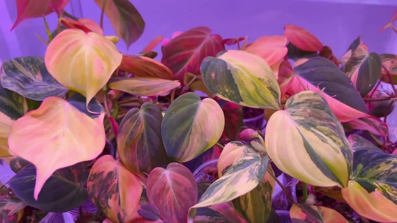 US Seller Variegated Philodendron Micans Cutting(fully Rooted in
