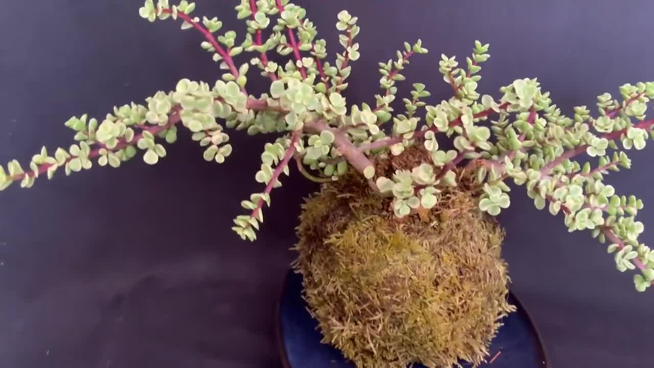 Exact Plant! Portulacaria Afra Variegata Elephant Bush Mini Jade