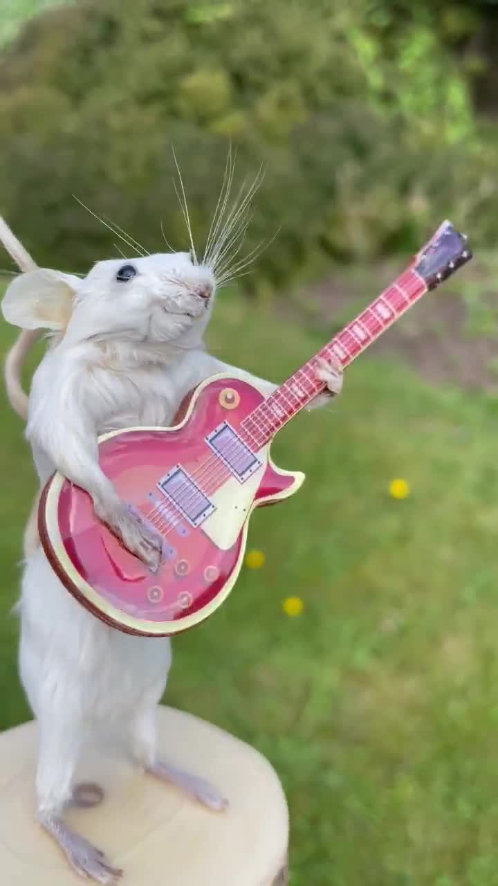 Melody Minimus, Taxidermy Mouse Playing the Guitar - Etsy