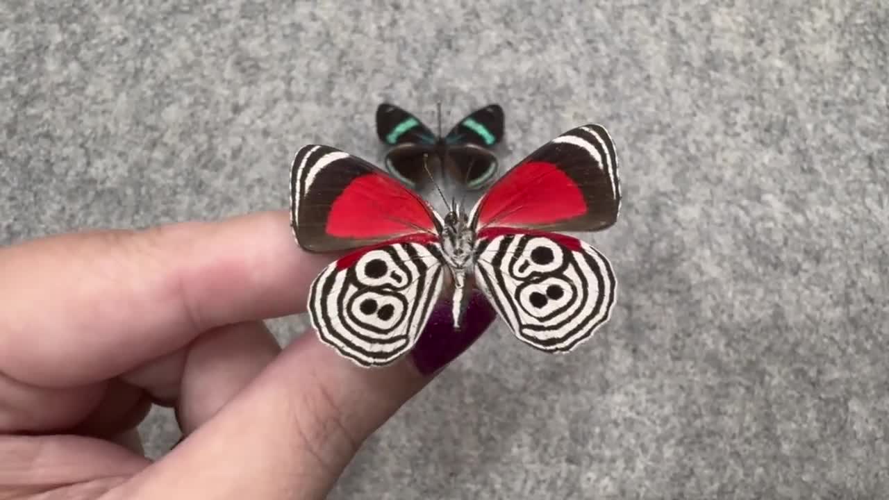 H. Matsumoto リトグラフ「Butterfly」 H. Matsumoto リトグラフ