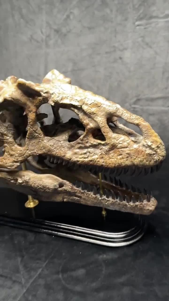 アロサウルス恐竜の頭蓋骨レプリカ｜博物館級の化石レプリカ、木製台座