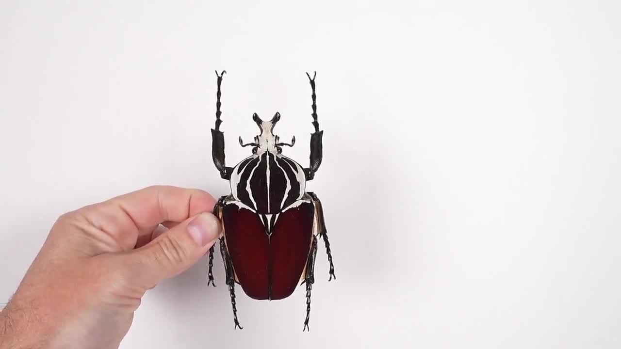 ケニア産ゴライアスオオカブト（野生捕獲） - 美術品、剥製、昆虫標本