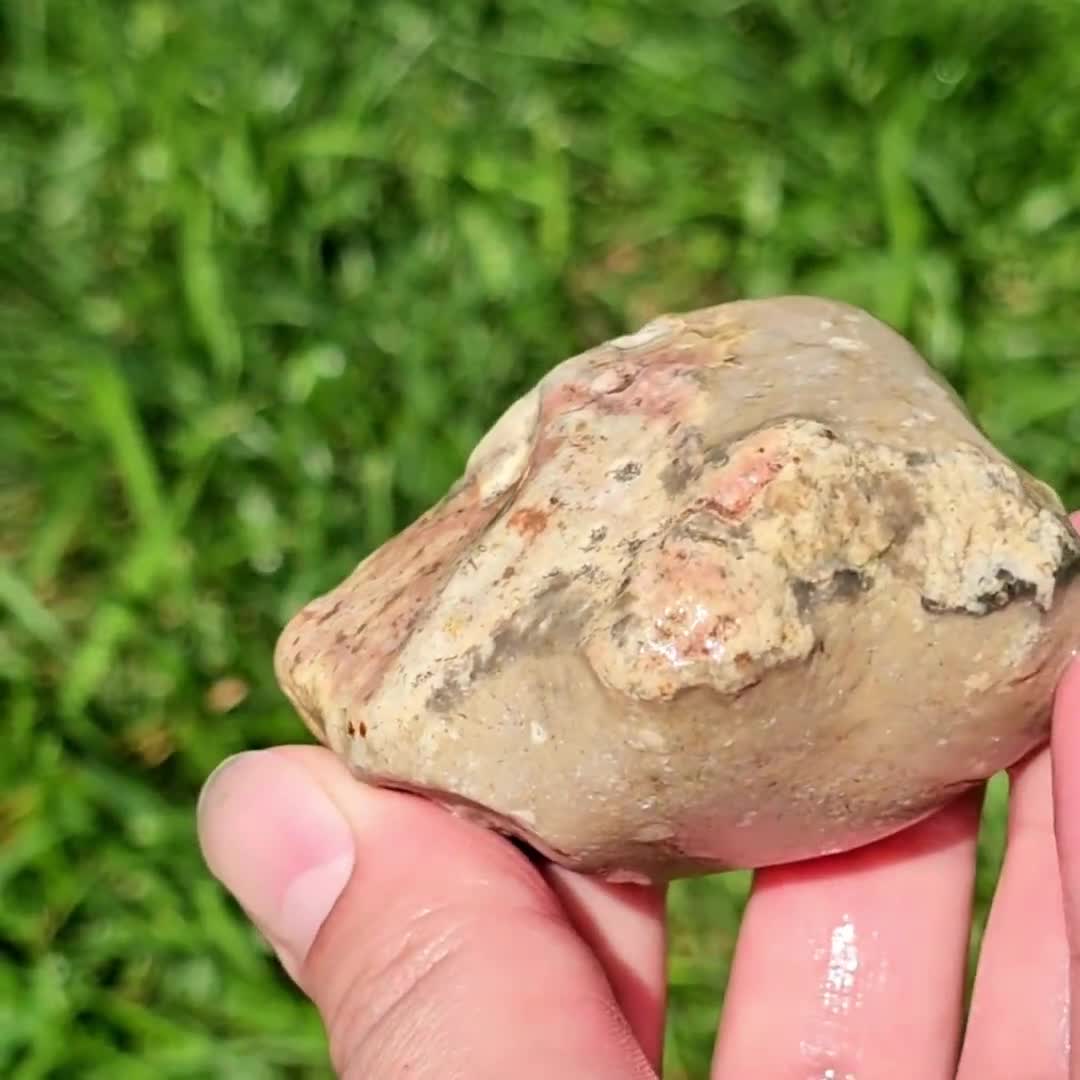 Red Crinoidal Chert & Limestone, Orange - Red Oxide Staining