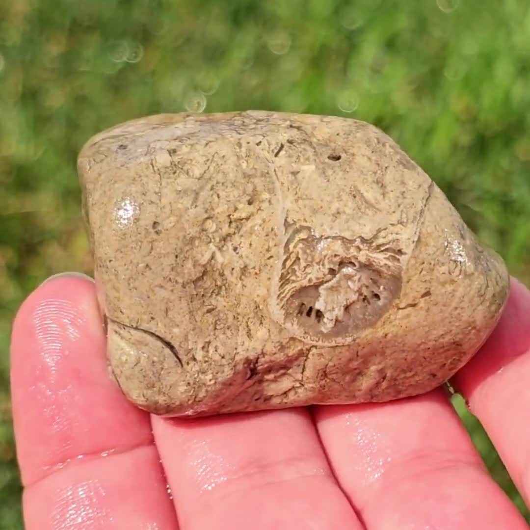 腹足類の殻とルゴサ角サンゴの化石、化石石灰岩、腕足類、コケムシ