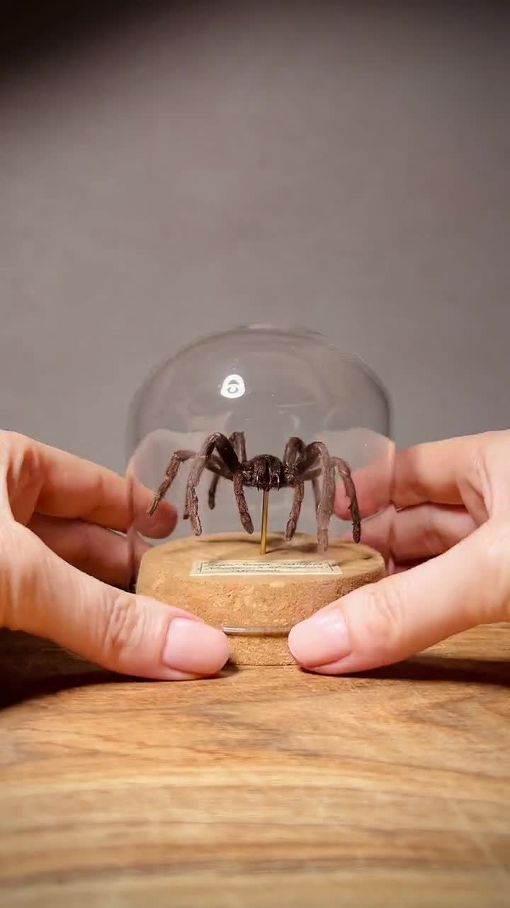 Real Tarantula in Vintage Glass Cloche, Spider Specimen - Etsy