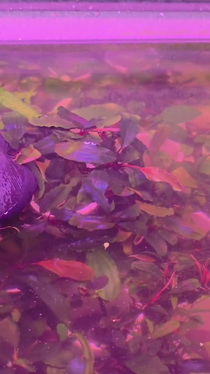 Bucephalandra Brownie Ghost Zeus From Only Plants USA Live Aquatic