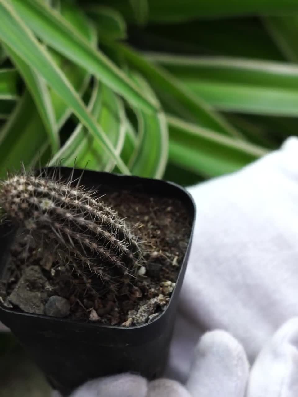 エキノプシス・ミラビリス - 希少サボテン、サボテンの生きた植物