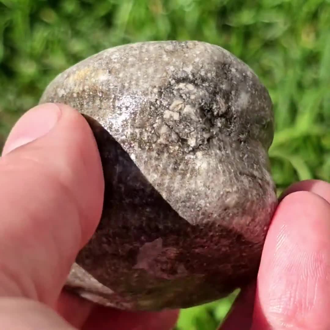ルゴサ角サンゴの化石、ウミユリの残骸、珍しい大型、ミシガン湖産岩
