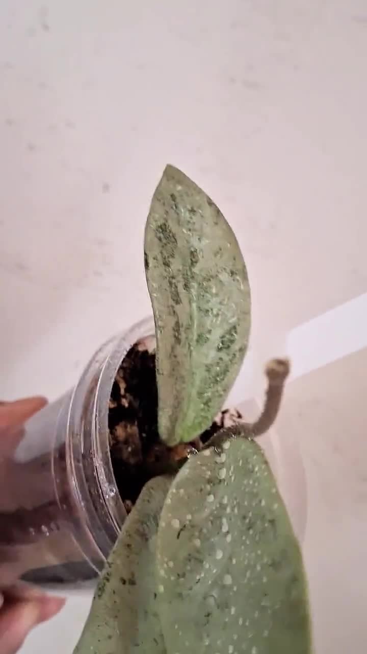 Hoya Nova Ghost Stable Full Silver Splash, Rare Unicorn Hoya