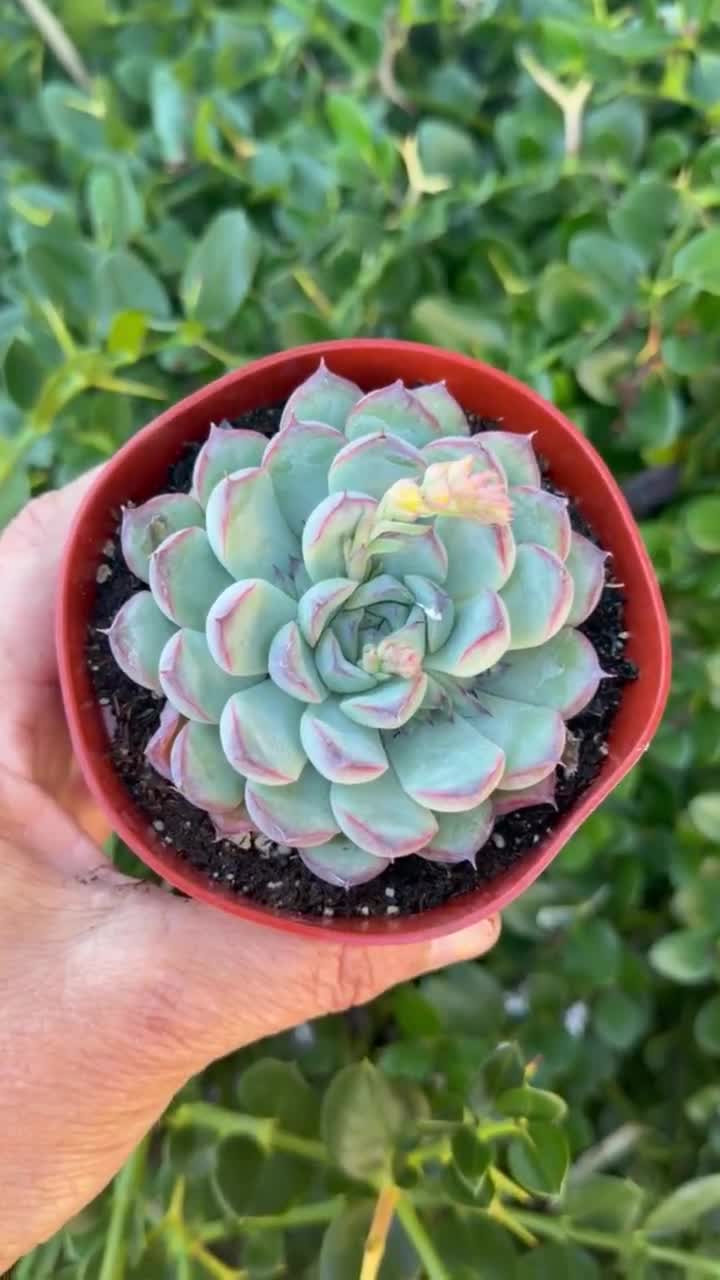 Echeveria Hercules Succulent Plant in 2