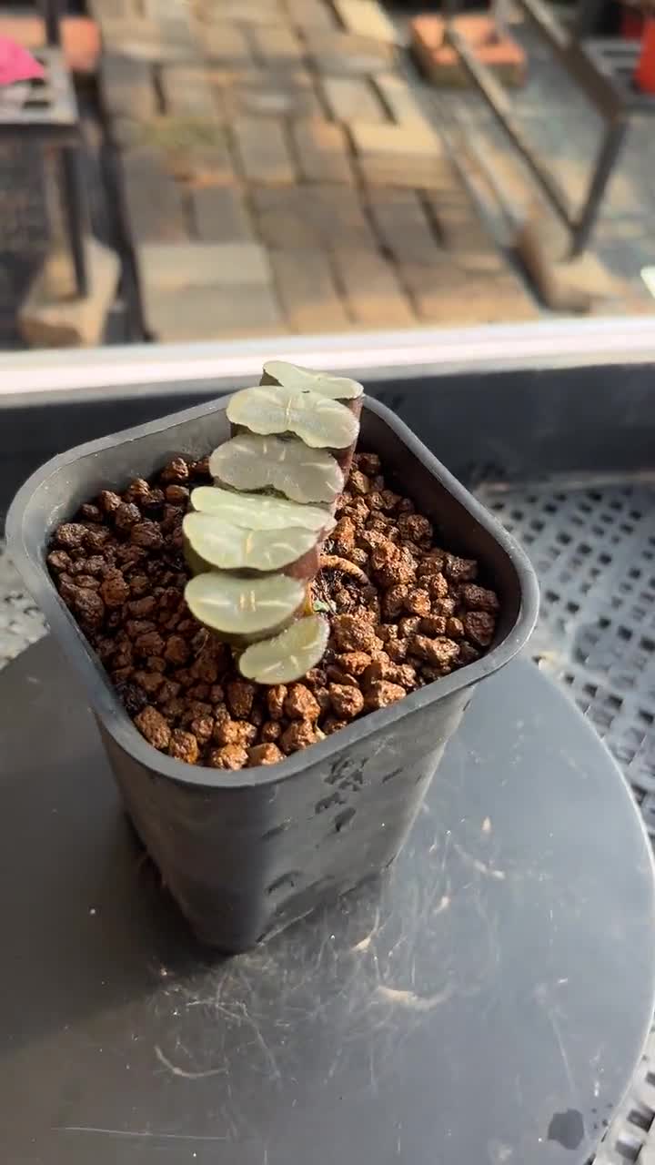 2.5