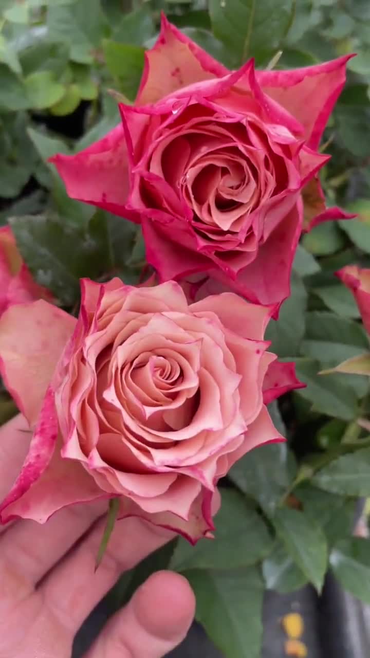 Rare Rose【kokoro No Kizan】1.5 Gal Own Root Live Plant| こころの