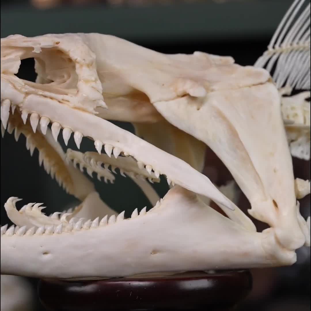 本物のウツボの頭蓋骨 13 cm、咽頭顎、不気味なホラー風変わりなギフト