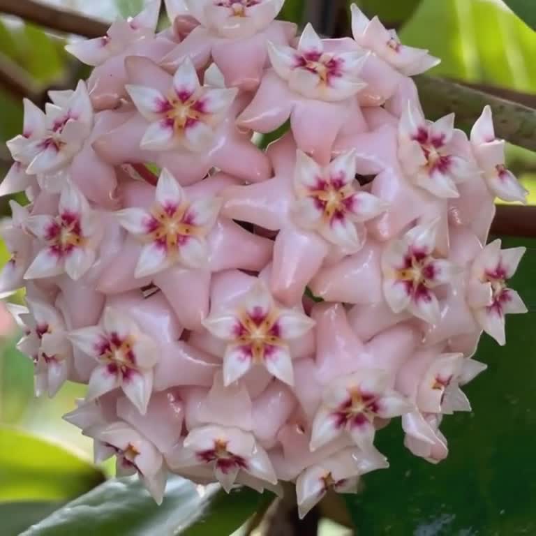 Pachyclada Pink Ubon Thailand (hoya) / Phyto Cer. (random) - Etsy