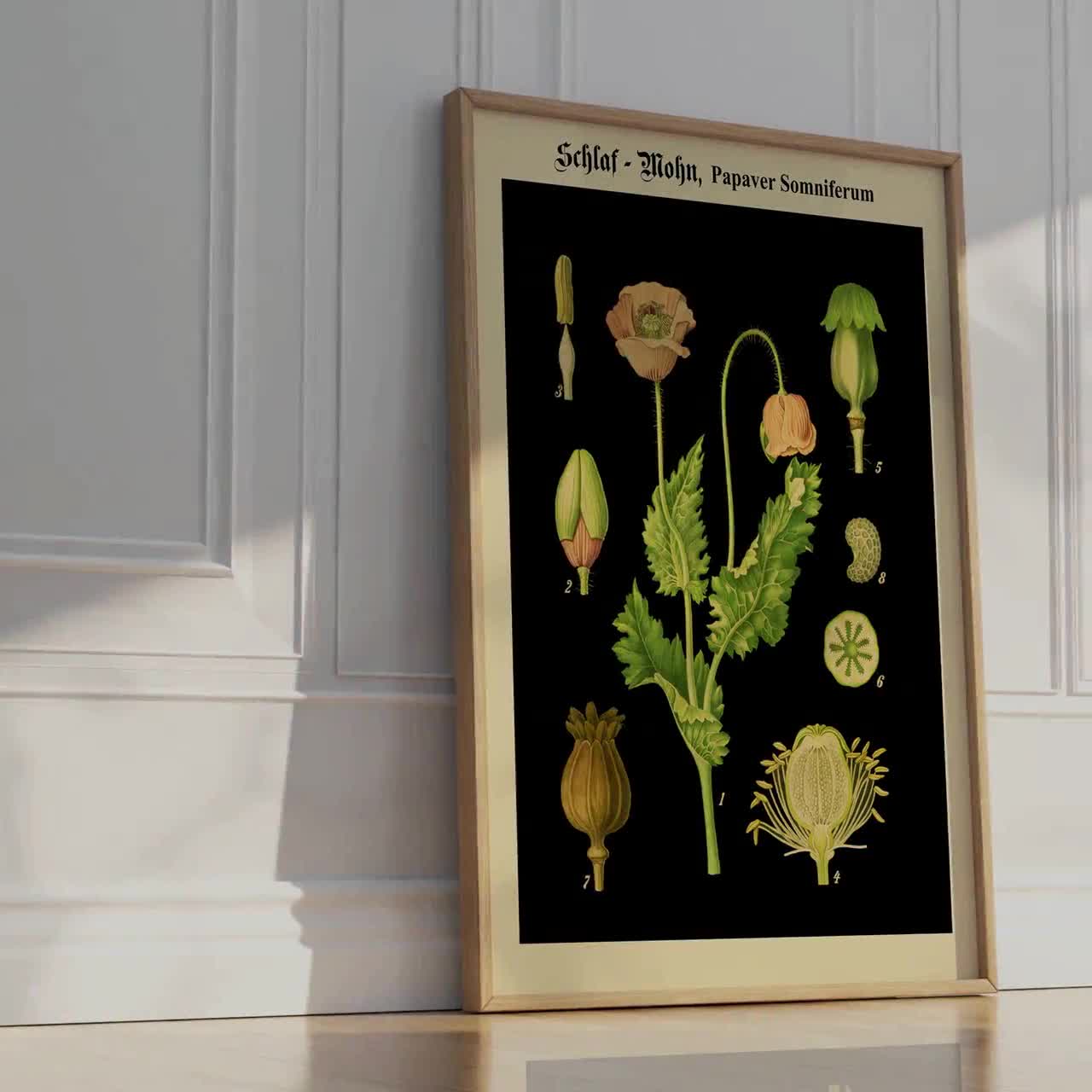 Antique Opium Poppy Botanical Wall Art – Papaver Somniferum