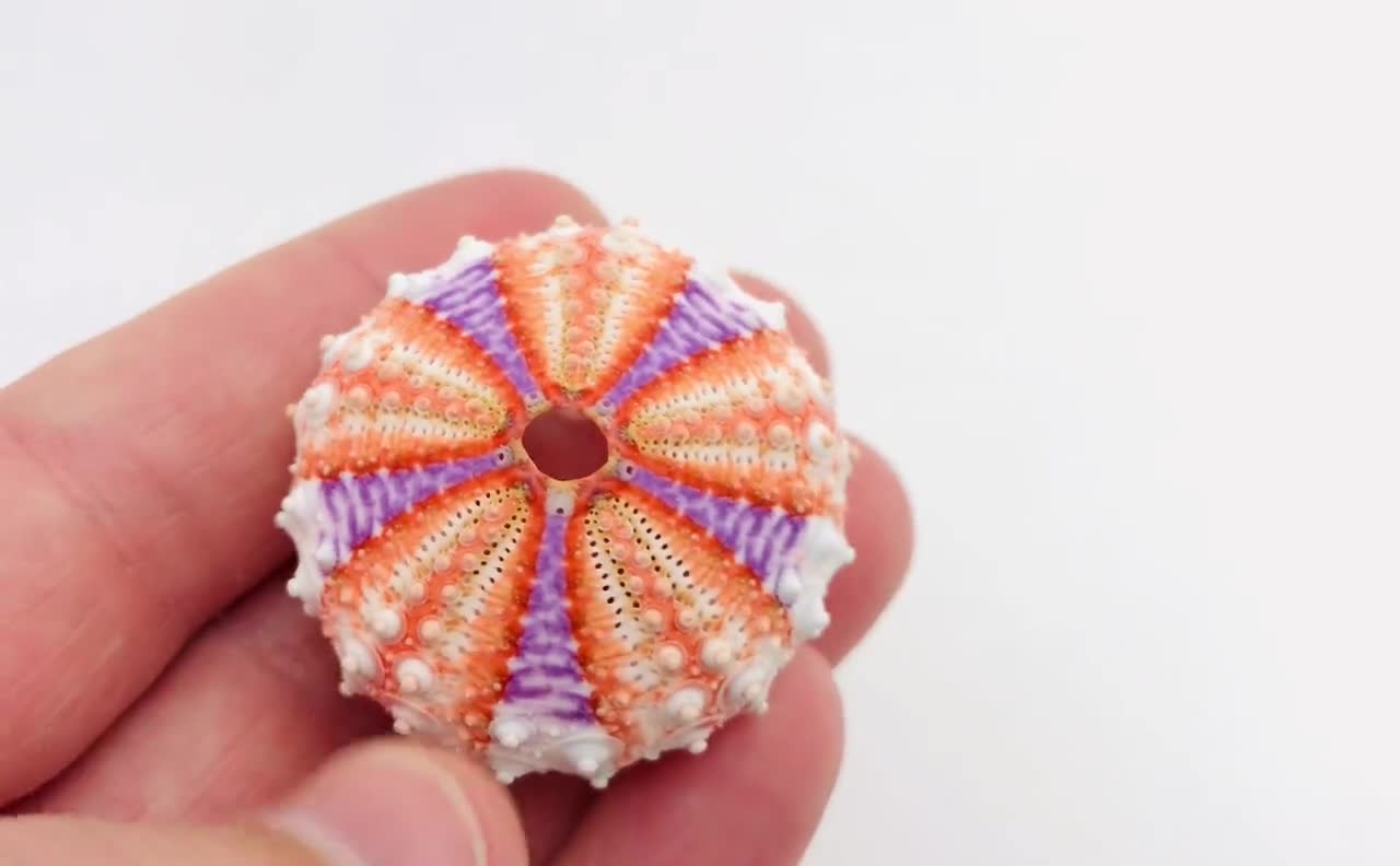 Coelopleurus Maillardi - Orange-purple Sea Urchin - Small Sea