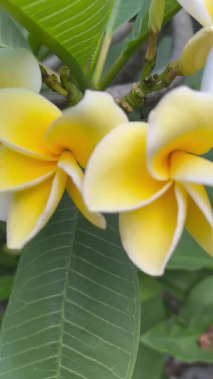CINDY MORAGNE Plumeria Cutting Yellow Frangipani Tropical Exotic
