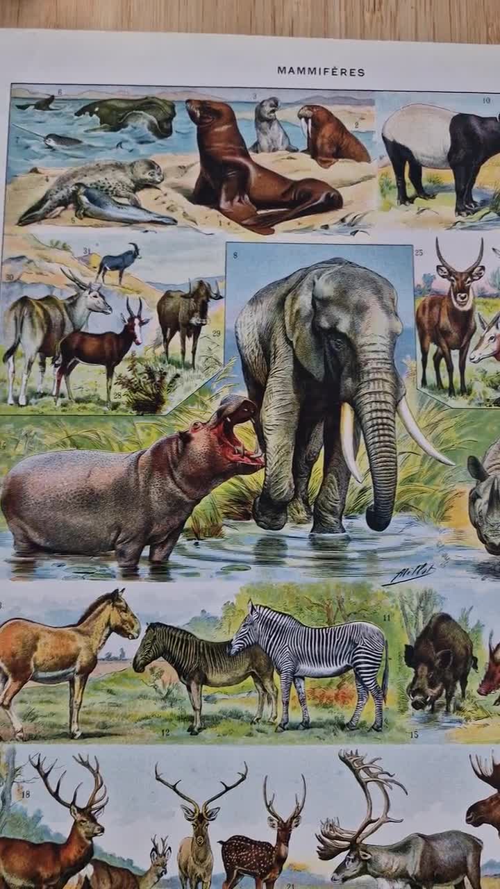 1920s French Mammals Print, Adolphe Millot Antique Safari