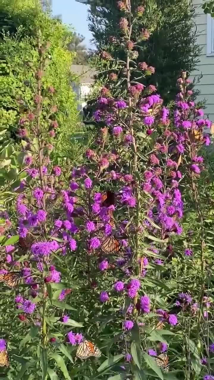 Gayfeather (liatris Spicata) Monarch Magnet - Etsy