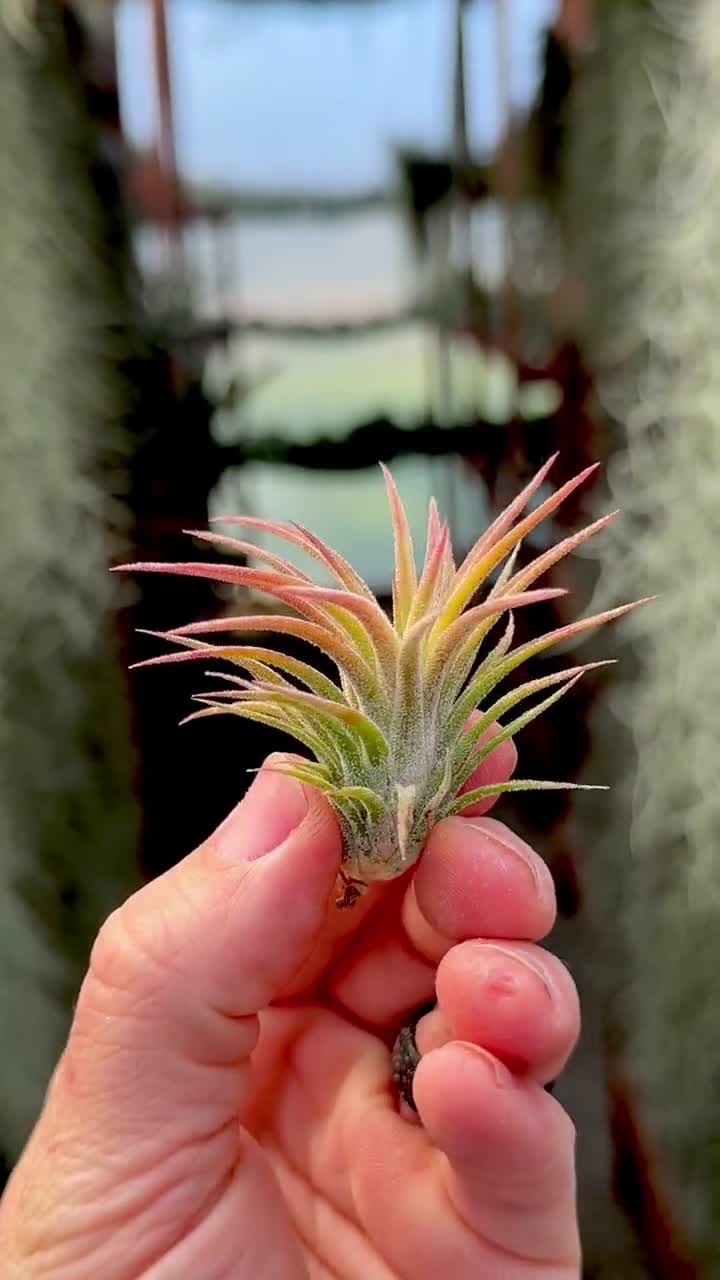 Ionantha Huamelula Mini Air Plant: Turns From Green to Red - Etsy