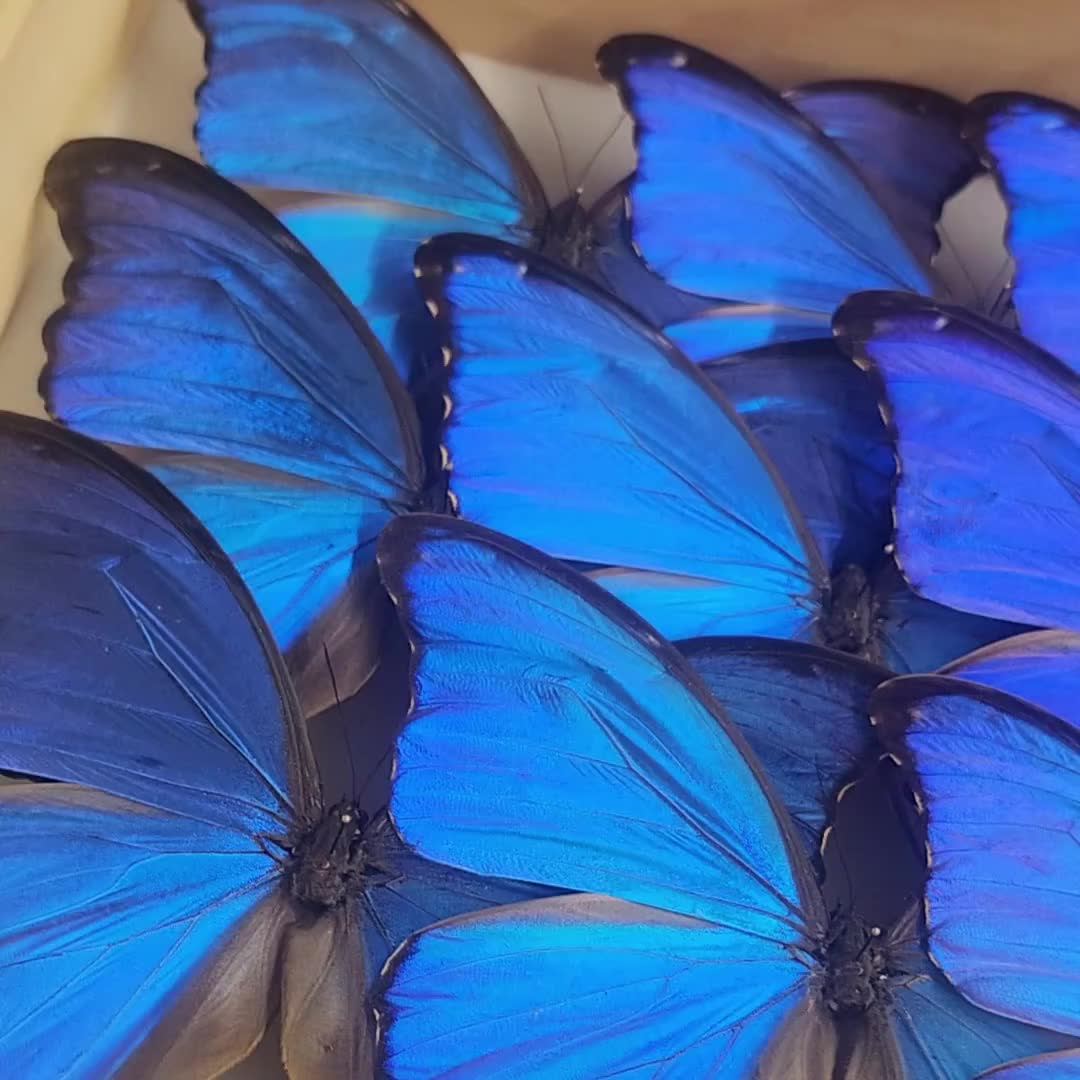 Morpho Didius Blue Butterfly Peru - Etsy