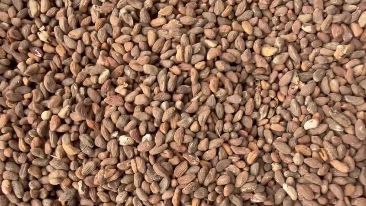 Voacanga Africana/small-fruit/voacanga D'afrique/ Seeds - Powder