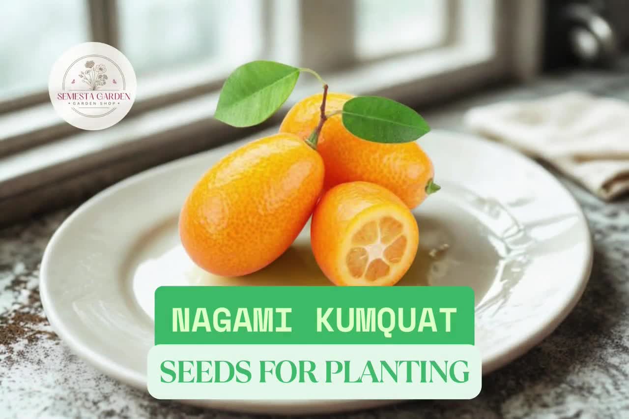 12 Nagami Kumquat Seeds for Planting – Citrus Japonica – Dwarf