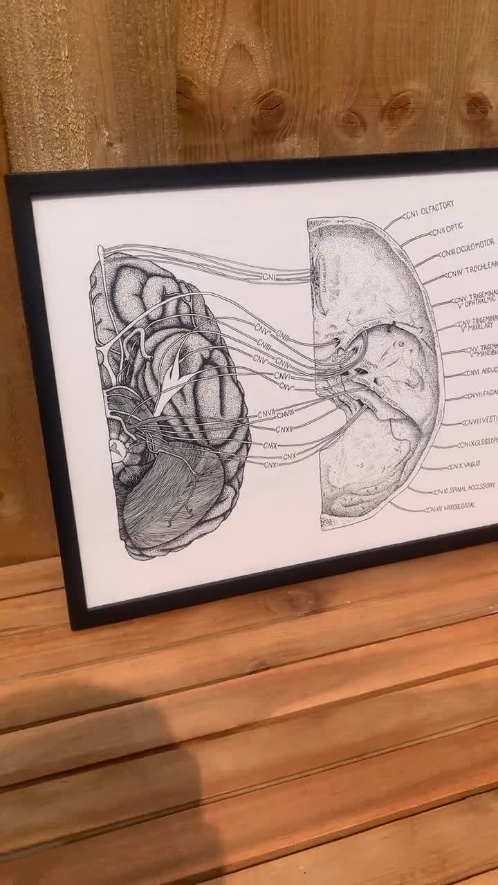 腕神経叢解剖図｜臨床的に正確、整骨医による手描き - Etsy 日本