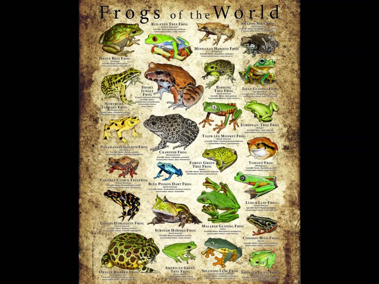 Frogs of the World Poster Print - SIGNED BY ARTIST! - Etsy